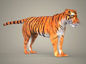 tiger lion black leopard collection 3D Model