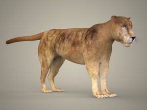 tiger lion black leopard collection 3D Model