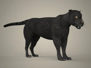 cole&ccedil;&atilde;o tigre le&atilde;o leopardo preto Modelo 3D