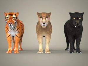 cole&ccedil;&atilde;o tigre le&atilde;o leopardo preto Modelo 3D