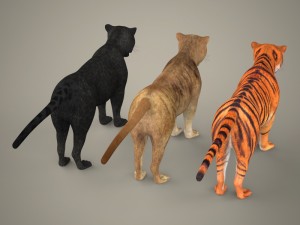 tiger lion black leopard collection 3D Model