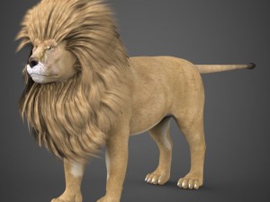 realistic lion 3D Модель