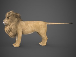 realistic lion 3D Model