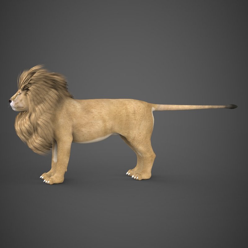 Лев 3д модель. Лев 3д модель на камеру. Огромный реалистичный Лев подвижный. Lion 3d model.