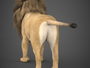 realistic lion 3D Model