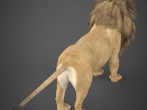realistic lion 3D Model