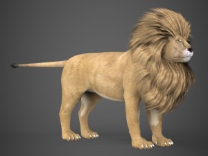 realistic lion 3D Model