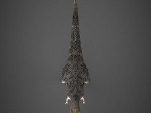 realistic dinosaur tyrannosaurus Model 3D