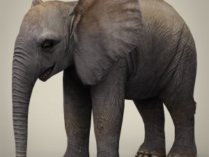 game ready wild animal collection Modèle 3D