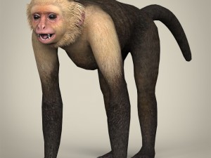 game ready wild animal collection Modèle 3D
