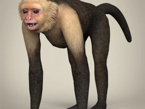 game ready wild animal collection 3D Model