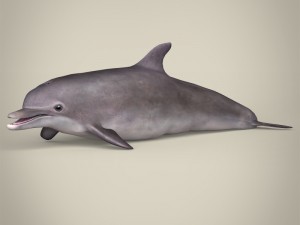 game ready wild animal collection Modèle 3D