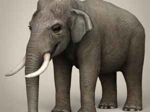 game ready wild animal collection Modèle 3D