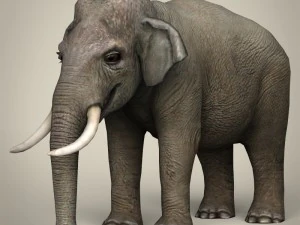 game ready wild animal collection 3D Model
