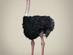 game ready wild animal collection Modèle 3D