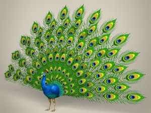 game ready wild animal collection Modèle 3D