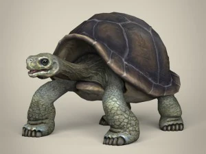 game ready wild animal collection 3D Model