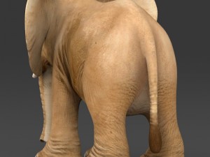 game ready baby elephant Modelo 3D
