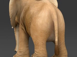 game ready baby elephant 3D Model