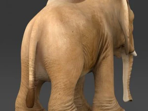 game ready baby elephant 3D Model