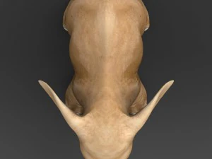 game ready baby elephant 3D Model