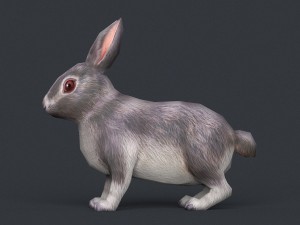 game ready rabbit Model 3D