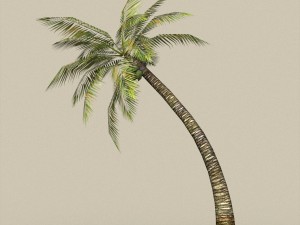 game ready palm tree pack 3D मॉडल