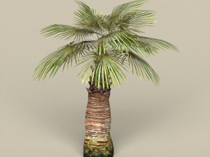game ready palm tree pack 3D मॉडल