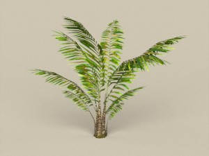 game ready palm tree pack 3D मॉडल