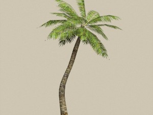 game ready palm tree pack 3D मॉडल