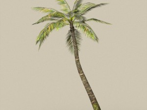 game ready palm tree pack 3D मॉडल