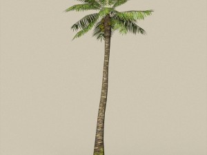 game ready palm tree pack 3D मॉडल