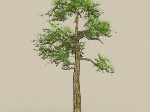low poly tree 01 Modèle 3D