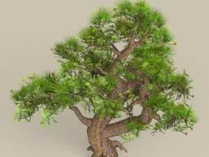 low poly tree 05 Modelo 3D