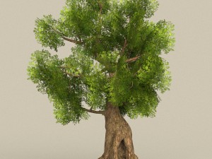 low poly tree 08 3D Model