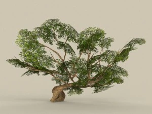 albero in poli basso 09 Modello 3D