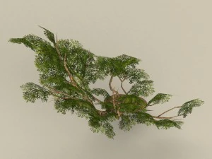 albero in poli basso 09 Modello 3D