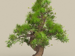 low poly 10 tree collection 3D Модель