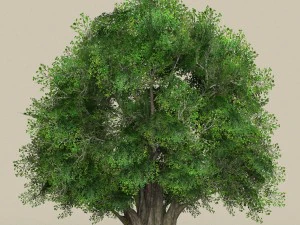 game ready tree 02 3D Model