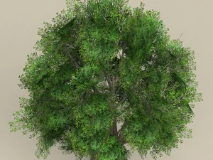game ready tree 02 3D Model