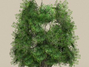 game ready tree 03 3D Model
