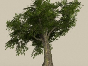 game ready tree 06 3D Model