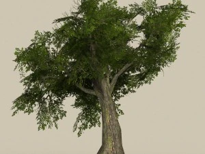 game ready tree 06 3D Model