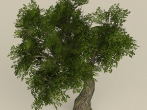 game ready tree 06 3D Model