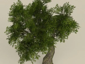 game ready tree 06 3D Model