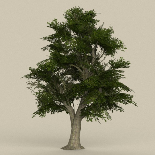 game ready tree 07 3D Model .c4d .max .obj .3ds .fbx .stl .blend 