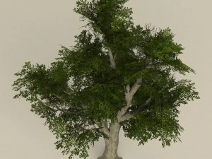 game ready tree 07 3D Model