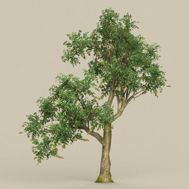 game ready tree 10 Model 3D .c4d .max .obj .3ds .fbx .stl .blend 
