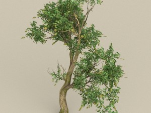 game ready tree 10 Model 3D