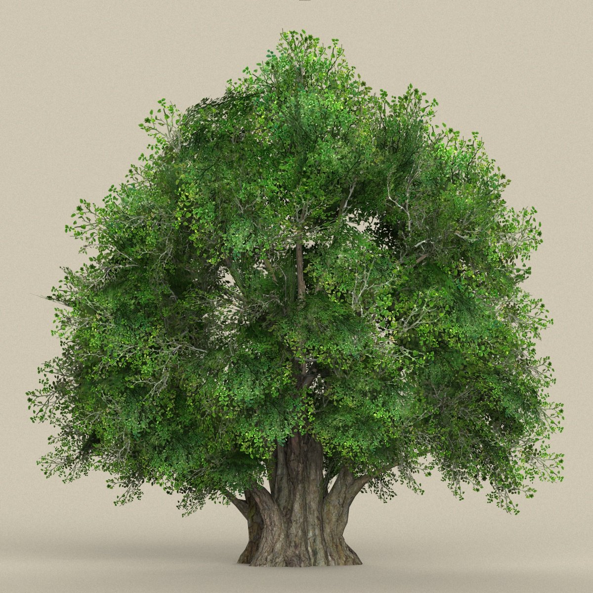 Дерево для 3д Макс. Бамбуковое дерево 3д модель. 3d модель дерева. Дерево модель 3д Макс 7. Дерево в 3 d